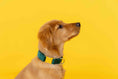 Load image into Gallery viewer, Rue Dog Collar
