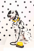 Load image into Gallery viewer, Kerry Rope Dog Leash