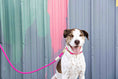 Load image into Gallery viewer, Christine Rope Dog Leash