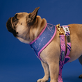 Load image into Gallery viewer, Frenchie Duo Reversible Harness - Pink Marble