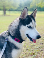 Black and Pink Dog Leashe