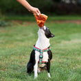 Load image into Gallery viewer, Up Country Pizza Lover Dog Cast Brass Dog Harness