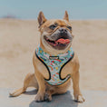 Load image into Gallery viewer, Pool Pawty Reversible Harness - Southlake Paws