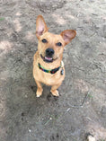 Load image into Gallery viewer, Up Country Rainbones Cast Brass Dog Collar