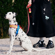 Red Polka Dot Chroma Dog Harness & Leash Set