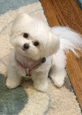 Load image into Gallery viewer, Up Country Reef Small Breed Dog Harness Made in USA