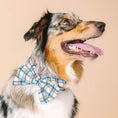 Load image into Gallery viewer, Ringo Dog Babe Bow