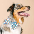 Load image into Gallery viewer, Ringo Dog Babe Bow