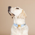 Load image into Gallery viewer, Rory Dog Collar