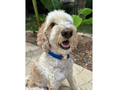 Load image into Gallery viewer, Cobra Braid in Royal Blue - Handmade Dog Collar - Southlake Paws