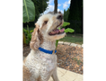 Load image into Gallery viewer, Cobra Braid in Royal Blue - Handmade Dog Collar - Southlake Paws