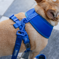 Load image into Gallery viewer, Frenchie Duo Reversible Harness - Royal Blue