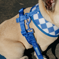 Load image into Gallery viewer, Frenchie Duo Reversible Harness - Royal Blue