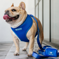 Load image into Gallery viewer, Frenchie Duo Reversible Harness - Royal Blue
