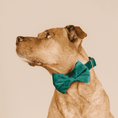 Load image into Gallery viewer, Rue Dog Bow Tie