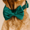 Load image into Gallery viewer, Rue Dog Bow Tie