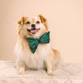 Load image into Gallery viewer, Rue Dog Babe Bow