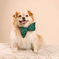 Load image into Gallery viewer, Rue Dog Babe Bow