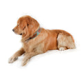 Load image into Gallery viewer, Full bloom Hand-Tooled Leather Dog Collar