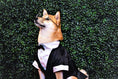 Load image into Gallery viewer, Parisian Pet 'Satin Party Tux' for Dogs and Cats, Designer Holiday Pet Tuxedo, Satin Formal Wear, Black & White-Valentine's Day