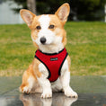 Load image into Gallery viewer, Mr. Peanut's PupTrek Harness and Leash Set, Small Dog/Cat Soft Mesh Step In Harness Vest