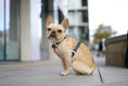 Load image into Gallery viewer, Frenchie Strap Harness - Bad to the Bone