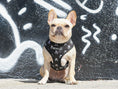 Load image into Gallery viewer, Frenchie Duo Reversible Harness - Bad To The Bone