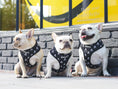 Load image into Gallery viewer, Frenchie Duo Reversible Harness - Bad To The Bone