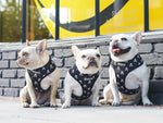 Frenchie Duo Reversible Harness - Bad To The Bone
