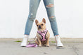 Load image into Gallery viewer, Frenchie Duo Reversible Harness - Pink Bad to the Bone
