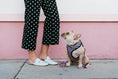 Load image into Gallery viewer, Frenchie Duo Reversible Harness - Pink Bad to the Bone