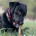 Load image into Gallery viewer, Black dog chewing on a Honey Bone Dental Flower Tower chew toy in a grassy outdoor setting.