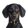 Load image into Gallery viewer, Leather Dog Collar in Black - Stud Star, Made in Italy