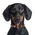Load image into Gallery viewer, Leather Dog Collar in Brown - Stud Star, Made in Italy