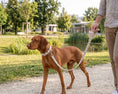 Load image into Gallery viewer, Bowsers Designer Dog Leash in 5 Foot