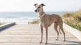 Load image into Gallery viewer, Bowsers Designer Buckle Dog Collar in durango