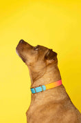 Load image into Gallery viewer, Pippa Dog Collar