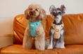 Load image into Gallery viewer, NO PULL ACTIVE PET HARNESS - MINT GREEN