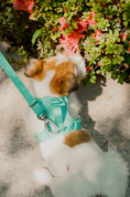 Load image into Gallery viewer, NO PULL ACTIVE PET HARNESS - MINT GREEN