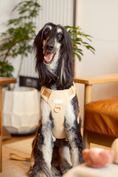 Load image into Gallery viewer, NO PULL ACTIVE PET HARNESS - APRICOT