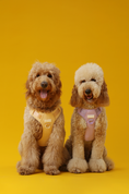 Load image into Gallery viewer, NO PULL ACTIVE PET HARNESS - APRICOT