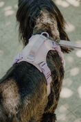 Load image into Gallery viewer, NO PULL ACTIVE PET HARNESS - MINT PURPLE