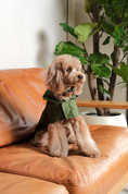 Load image into Gallery viewer, Capsule Raincoat - Green