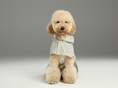 Load image into Gallery viewer, Capsule Raincoat - Beige