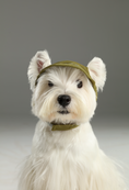 Load image into Gallery viewer, TENNIS HAT - GREEN