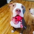 Load image into Gallery viewer, USA-K9 Cherry Bomb Durable Rubber Chew Toy, Treat Dispenser, Reward Toy, Tug Toy, and Retrieving Toy