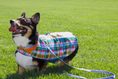 Load image into Gallery viewer, IZOD Pet - Frandy