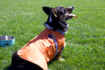 Load image into Gallery viewer, IZOD Pet - Frandy
