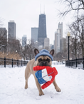 Load image into Gallery viewer, Muttcler Puffer Jacket