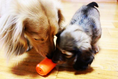 Load image into Gallery viewer, Can Toy eDispenser Durable Rubber Chew Toy & Treat Dispenser - Average Chewer
